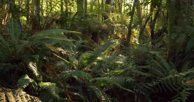 The Mysteries of New Zealand's Primeval Temperate Forests natural ecosystem