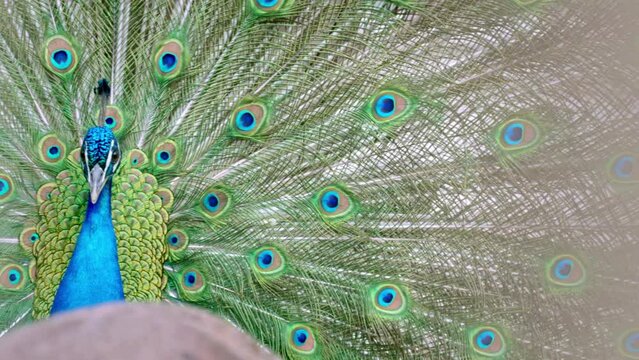 Male peacock rattles tail feather train to impress peahen, courtship ritual