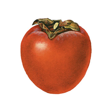 Vintage persimmon illustration