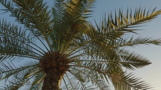 Capture the magnificent Dubai Frame in a hero shot framed by beautiful date trees. Shot in 4K, 60FPS using GoPro, this footage showcases the iconic landmark against a sunny backdrop.