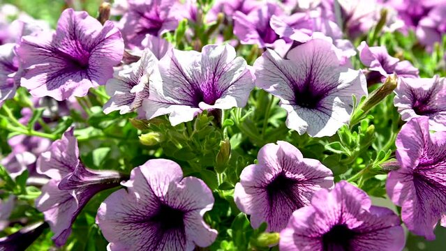Pink Petunia Kitano Seeds flower with a green leaves on background