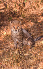 A Cheetah Cub in Kruger National Park