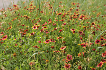 field of poppies