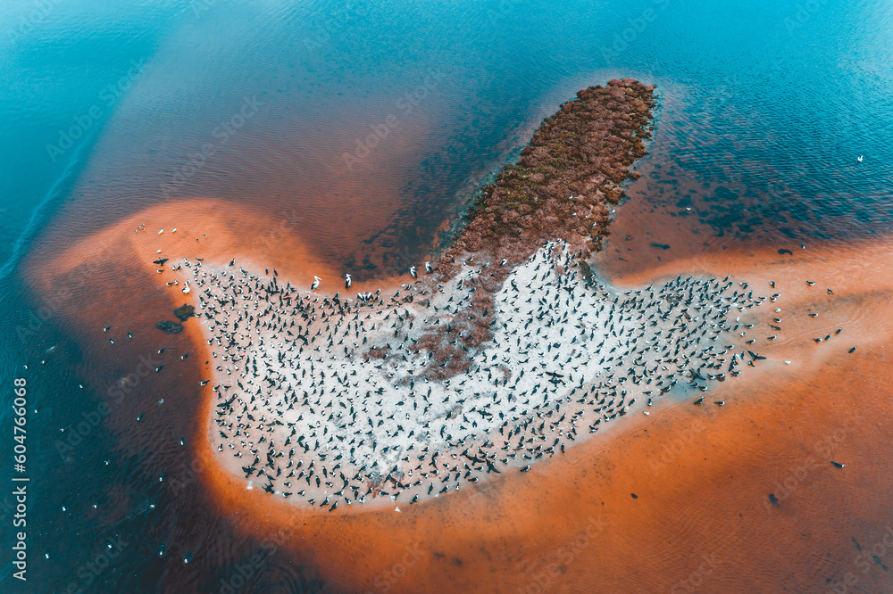 Wall mural vibrant aerial view of an island beach with lots of birds covering the surface.