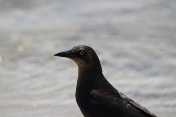 Bird staring on the beach 