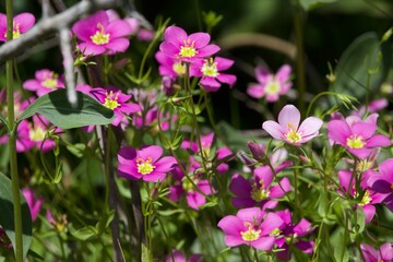 Fototapeta premium Beautiful works of nature