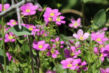 Obraz premium flowers in the park