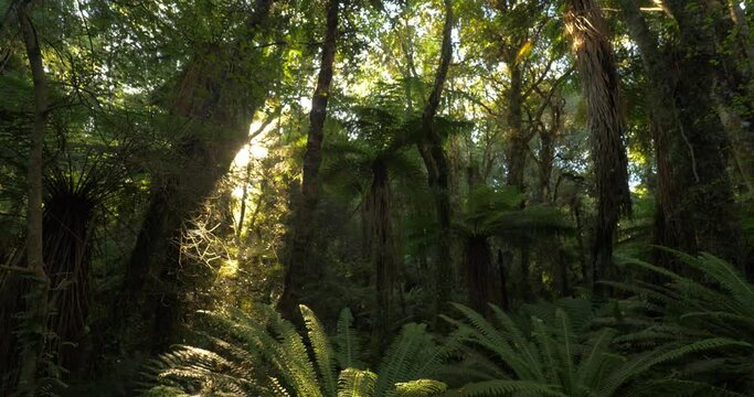 Punga fern trees in primeval lush temperate forest of New Zealand South Island