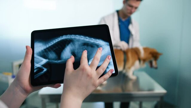 Golden Corgi pet standing on examination table as veterinarian assesses dogs health on tablet computer with X-Ray scans. Doctor working at modern veterinary clinic. Closeup vet hands holding touchpad
