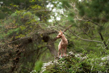 dog in the forest. American Hairless Terrier in nature. Small pet walking on open air 