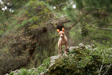 Fototapeta na wymiar dog in the forest. American Hairless Terrier in nature. Small pet walking on open air 