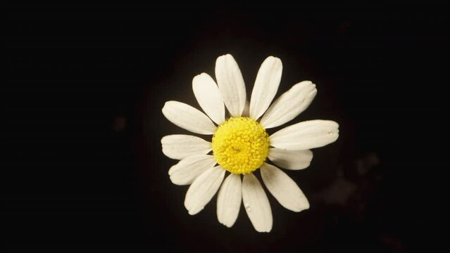 A white daisy flower spins on a black background, captured in top-down view and isolated.