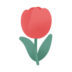 Tulip flowers on transparent background png file