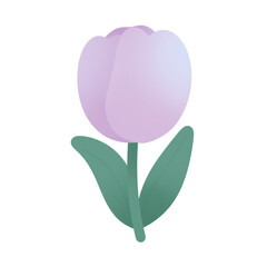 Tulip flowers on transparent background png file