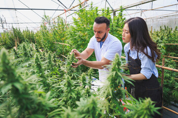 Two researchers is investigating quality and analyzing cannabis plants that are being grown in a greenhouse. Herbal alternative for medicine.