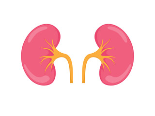 Kidney renal flat icon. Human kidney vector illustration
