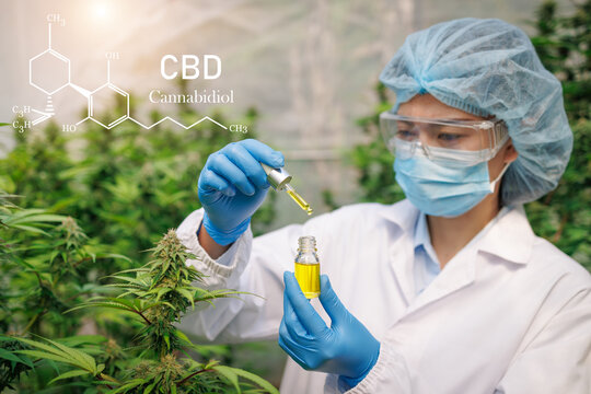 Scientist Analyzing and researching hemp oil extracts, Concept of herbal alternative medicine, cbd hemp oil, pharmaceptical industry.