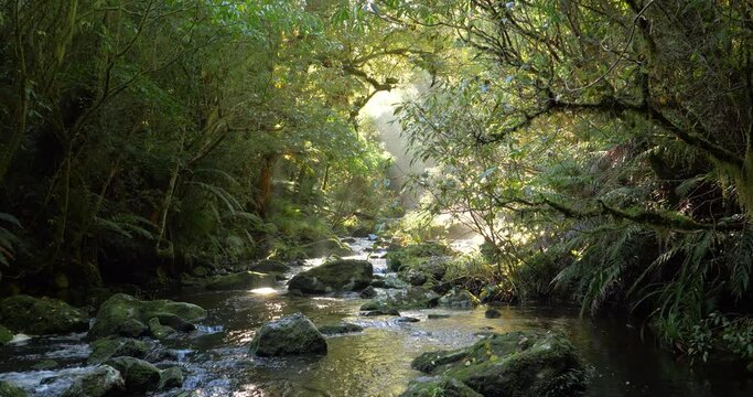 Stream flowing in natural environment temperate forest New Zealand South Island