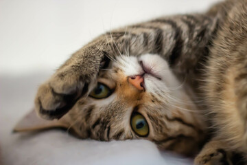 cat sleeping on the bed