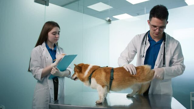 Modern veterinary clinic pet check up. Slow motion professional veterinarian checking joints and ears of Corgi dog. Friendly calm orange furry pet. Female vet nurse writing prescription notes