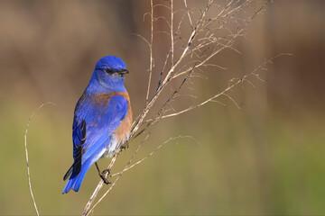 Obraz premium Male western bluebird on stem