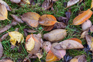 Close-up view of autumn  leaves from a persimmon tree lying on the green grass