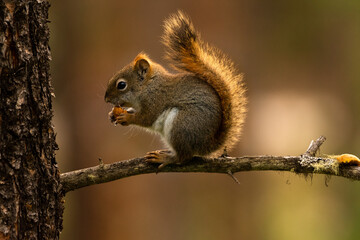 Squirrel