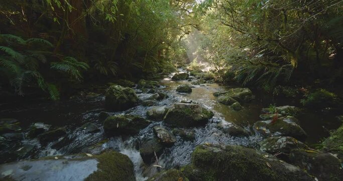 Discover New Zealand stream in temperate forests outdoor wilderness 