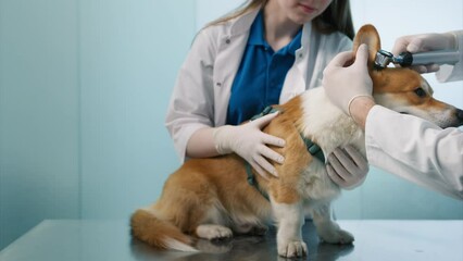 Slow motion 4K Veterinarian male and female in medical uniform examining large ears of Corgi dog using otoscope. Friendly Corgi sitting calm at regular check up visit in modern veterinary clinic