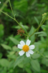 Colorful Yellow and White Petal of Bidens Pilosa a.k.a Black-Jack Daisy Flower, shot with vertical, Bokeh blur background and Copy Space