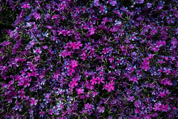 Obraz premium flowers background