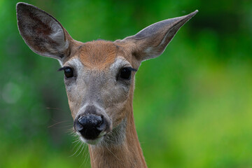 Close-up Mule Deer