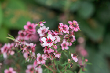 A manuka flower found in a park flower bed. manuka myrtle, Tea tree
