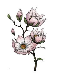 magnolias branch drawing illustrations 