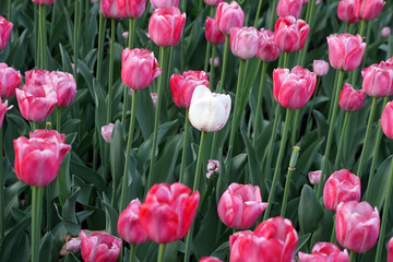 White tulip among a bank of pink blooms in an early summer garden