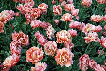 Bank of pink tulips in full bloom in a garden in early summer