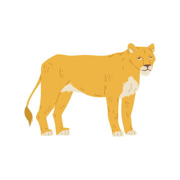 Female lion or lioness standing side to viewer, flat vector illustration isolated.