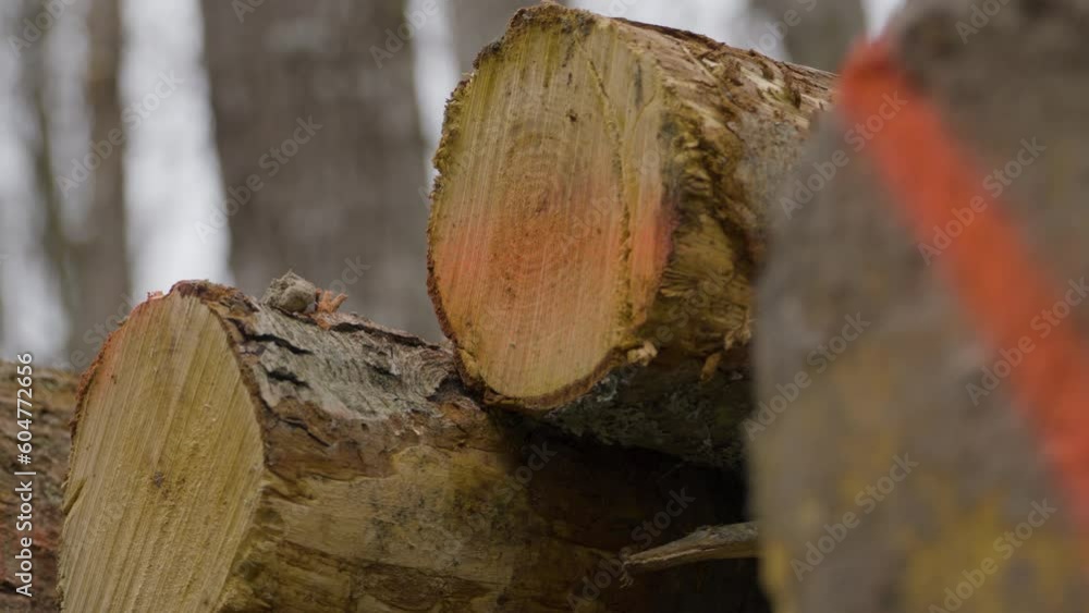Poster close-up consequences of deforestation: dismantled tree stumps with bookeh background of the forest
