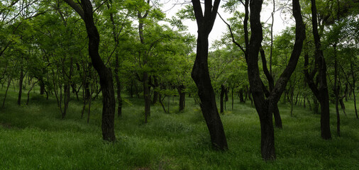 Panorama of a deciduous forest with lush soft dense green grass.