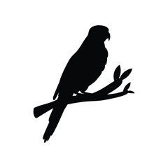 Silhouette of tropical parrot on branch, monochrome vector illustration isolated.