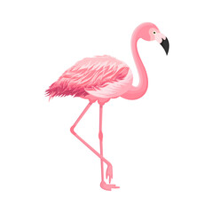 Cartoon flamingo on an isolated white background. Vector.