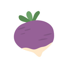 turnip or radish vegetable illustration