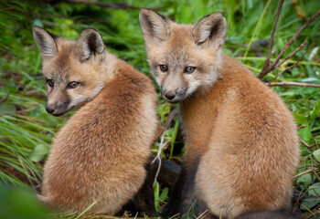 Portrait of a Pair of Fox Pups