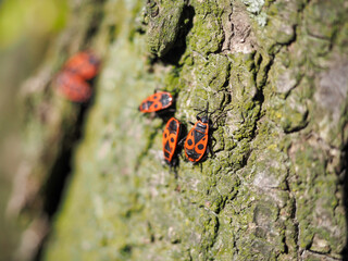 european firebug on a tree