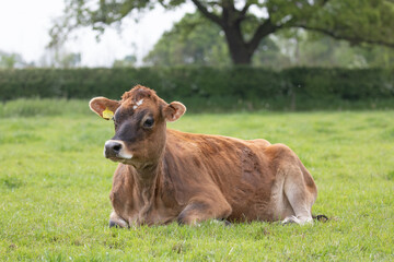 dairy cow in  a meadow