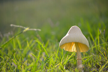Mushroom in the grass