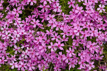 Fototapeta premium vegetable background from Phlox subulata Marjorie