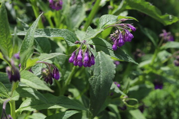 Symphytum Officinale flowering herb, purple common comfrey.