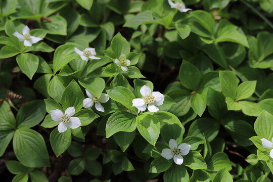 Cornus canadensis. White flowers commonly known as canadian dwarf cornel.