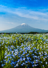 大石公園から富士山とネモフィラ